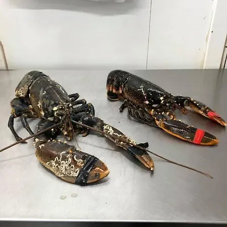 Daenemark 度假居 *